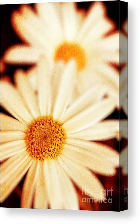 Close Up Canvas Print featuring the photograph Daisies by Silvia Ganora