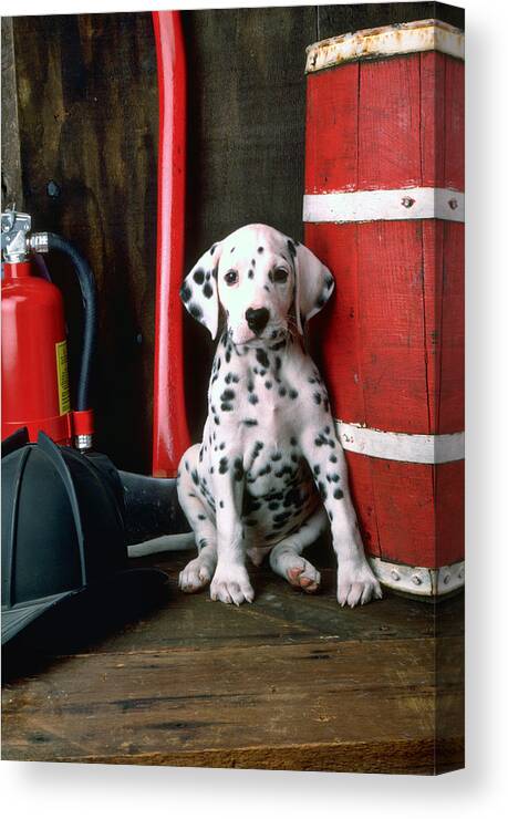 Dalmatian Puppy Fireman's Helmet Axe Barrel Canvas Print featuring the photograph Dalmatian puppy with fireman's helmet by Garry Gay