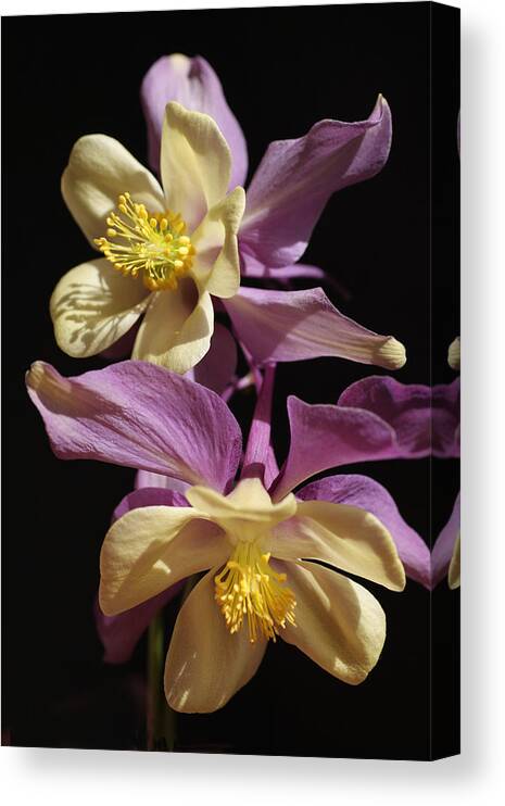 Purple Canvas Print featuring the photograph Dancing Columbine by Tammy Pool