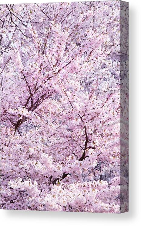 Cherry Blossom Canvas Print featuring the photograph Dancing Sakura Haiku by Iryna Goodall