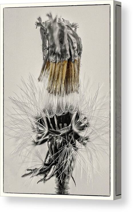 Dandelion Canvas Print featuring the photograph Dandelion opening up by Wolfgang Stocker