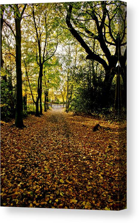 Alley Canvas Print featuring the photograph Dark alley and sunlit foliage. by Elena Perelman