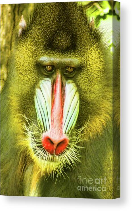 Baboon Canvas Print featuring the photograph Deceiving Eye by Steven Parker