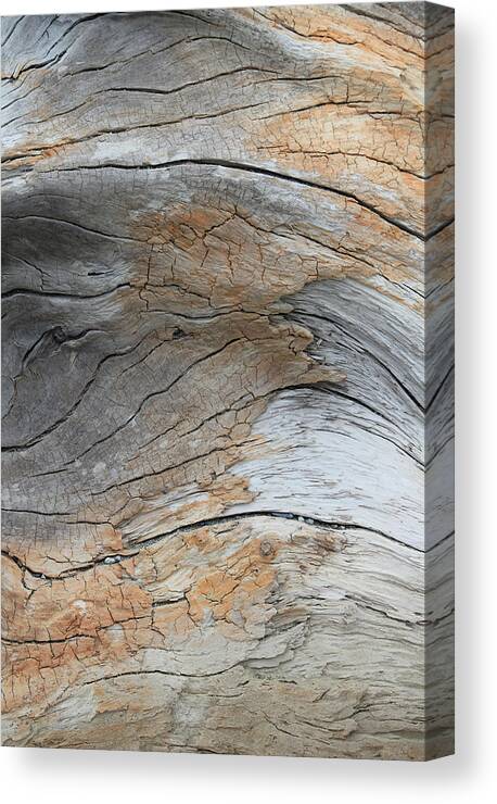 Tidal Canvas Print featuring the photograph Decomposition III by Annekathrin Hansen