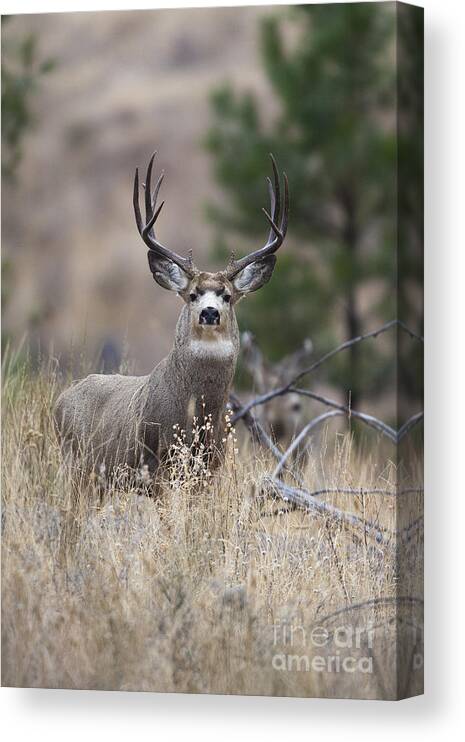 Buck Canvas Print featuring the photograph Deep Forest by Douglas Kikendall