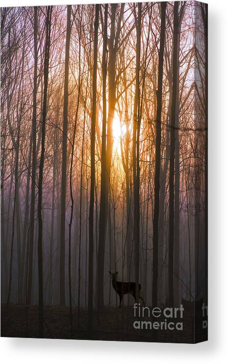 Deer Canvas Print featuring the photograph Deer in the Forest at Sunrise by Diane Diederich