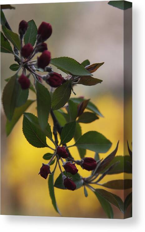 Delicate Canvas Print featuring the photograph Delicate Crabapple Blossoms by Vadim Levin