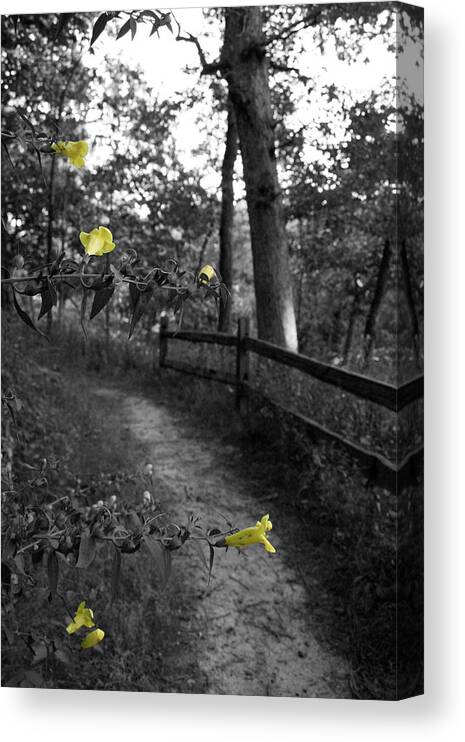 Flower Canvas Print featuring the photograph Delicate Path by Dylan Punke