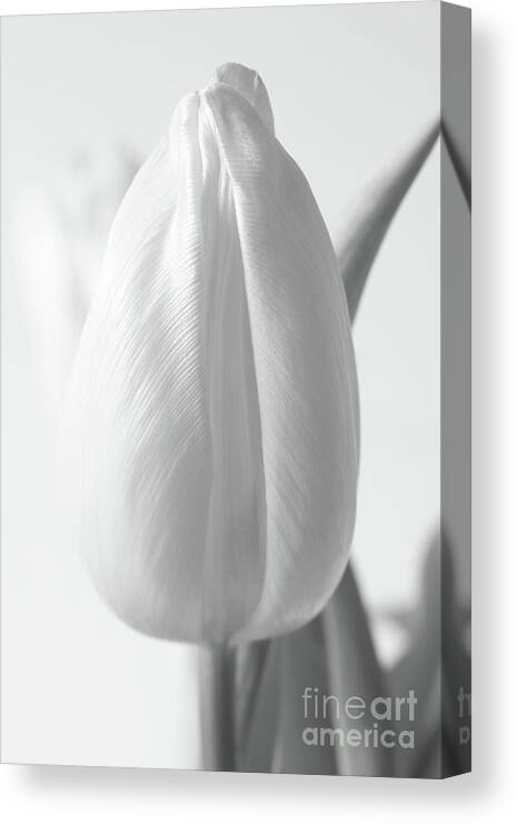 Christian Canvas Print featuring the photograph Delicate Tulip by Anita Oakley