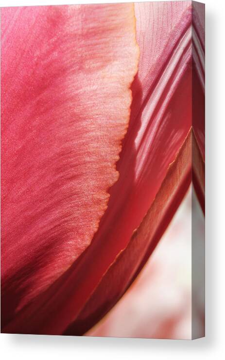 Abstract Canvas Print featuring the photograph Delicate tulip by Marcus Karlsson Sall