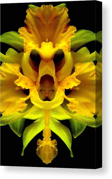 Daffodil Canvas Print featuring the photograph Delightful Daffodil by Marianne Dow