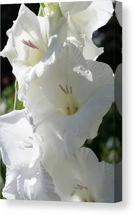 Gladiolus Canvas Print featuring the photograph Delightful Gladiolus by Tammy Pool