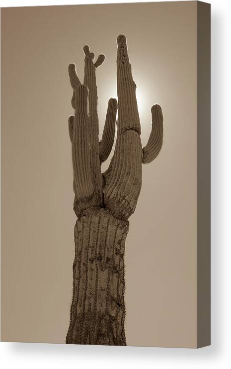 Desert Canvas Print featuring the photograph Desert cactus by Darrell Foster