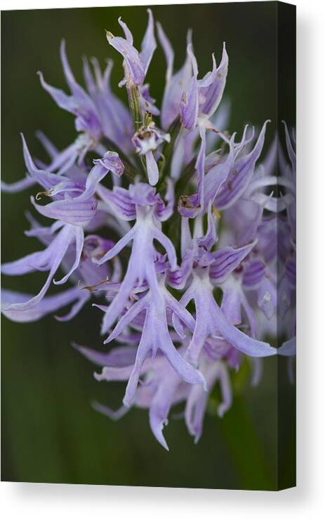 Orchid Canvas Print featuring the photograph Detail of a Orchid by Perry Van Munster
