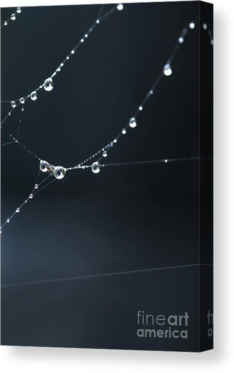 Dew Canvas Print featuring the photograph Dew on cobweb 001 by Clayton Bastiani