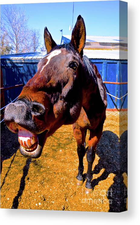 Horse Canvas Print featuring the photograph Do You Have a Treat For Me? by Cindy Schneider
