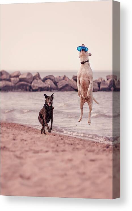 Action Canvas Print featuring the photograph Dog with frisbee by Peter Lakomy