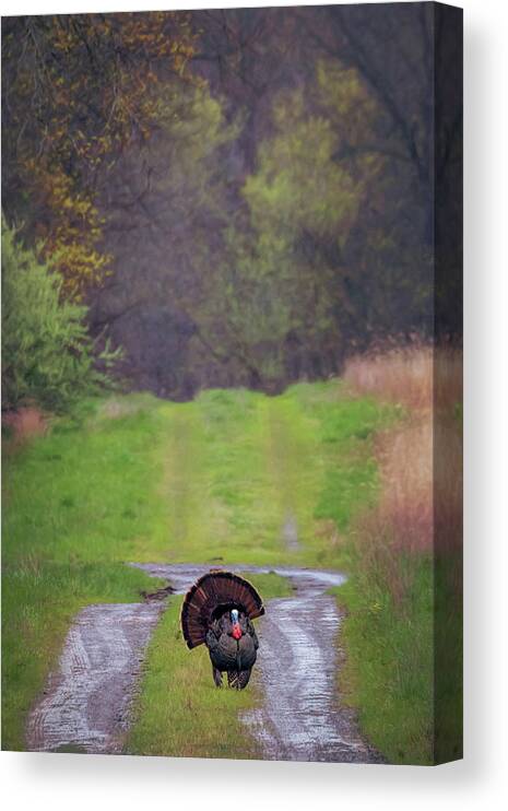 Turkey Canvas Print featuring the photograph Doing the Turkey Strut by Susan Rissi Tregoning