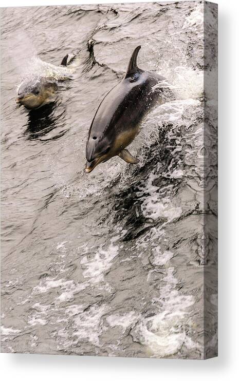Dolphin Canvas Print featuring the photograph Dolphins by Werner Padarin