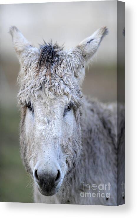 Donkeys Canvas Print featuring the photograph Donkeys #1130 by Carien Schippers