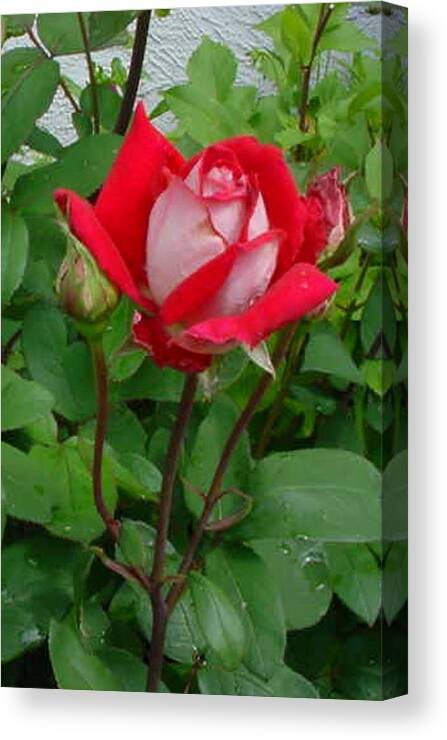 Flower Canvas Print featuring the photograph Double Delight Hybrid Tea Rose by Jay Milo