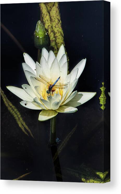 Dragon Fly Canvas Print featuring the photograph Dragon Fly on Lily by John Rivera
