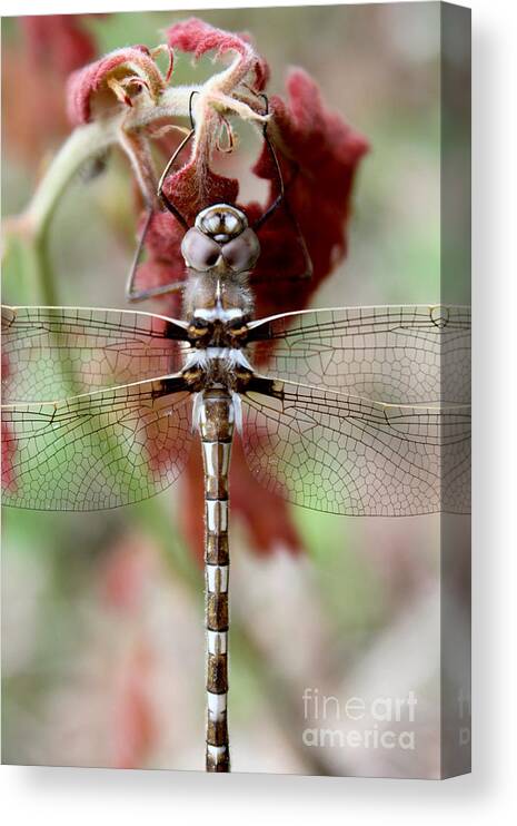Dragonfly Canvas Print featuring the photograph Stream Cruiser Dragonfly by Adam Long