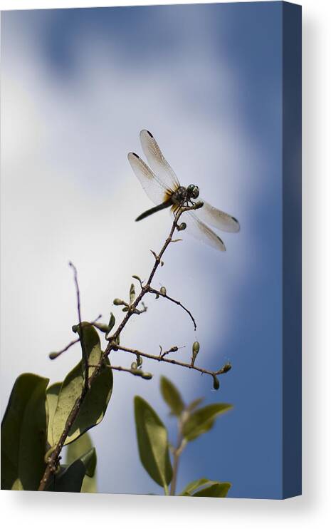 Dragonfly Canvas Print featuring the photograph Dragonfly On A Limb by Dustin K Ryan