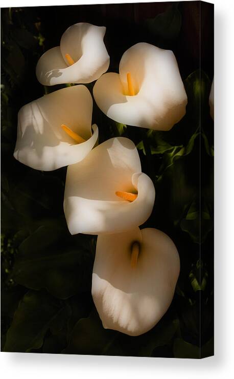 Calla Lily Canvas Print featuring the photograph Dreamy Lilies by Mick Burkey