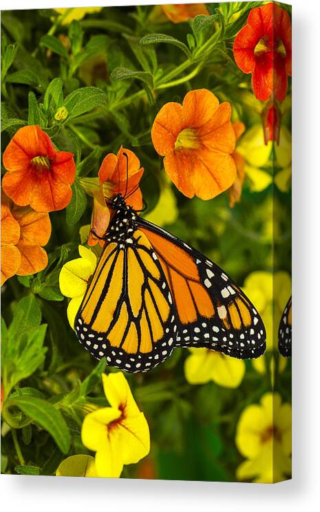 Monarch Canvas Print featuring the photograph Drinking From A Flower by Garry Gay