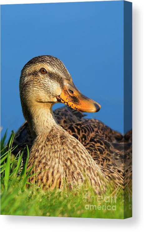 Duck Bird Animal Wildlife Mallard Canvas Print featuring the photograph Duck No 5 0909 by Ken DePue