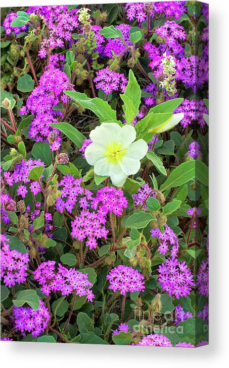 Dave Welling Canvas Print featuring the photograph Dune Primrose Oenothera Deltoides And Purple Sand Verbena by Dave Welling