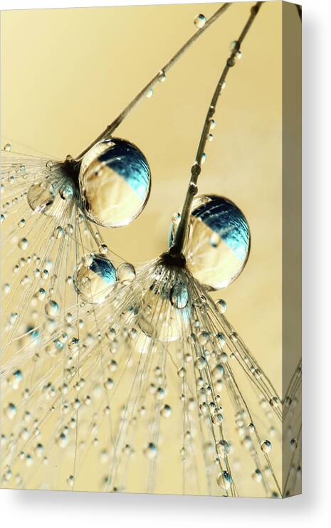 Dandelion Canvas Print featuring the photograph Duo Shower Dandy Drops by Sharon Johnstone