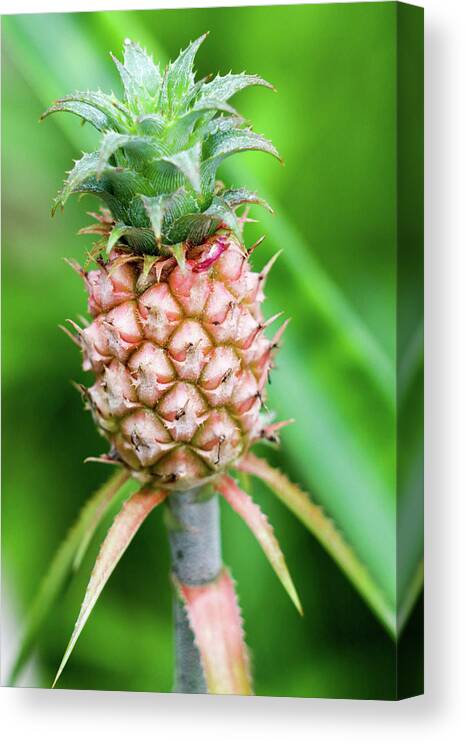 Pineapple Canvas Print featuring the photograph Dwarf Pineapple II by Mary Anne Delgado