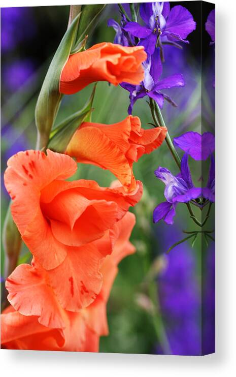 Gladiolus Canvas Print featuring the photograph Dynamic Gladiolus by Tammy Pool