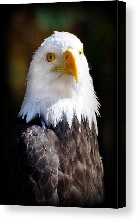 Eagle Canvas Print featuring the photograph Eagle 14 by Marty Koch