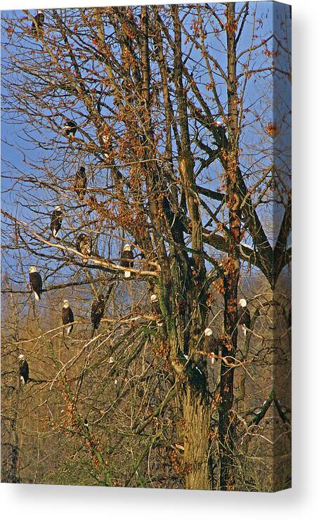 Eagle Canvas Print featuring the photograph Eagles Eagles Eagles by Ted Keller