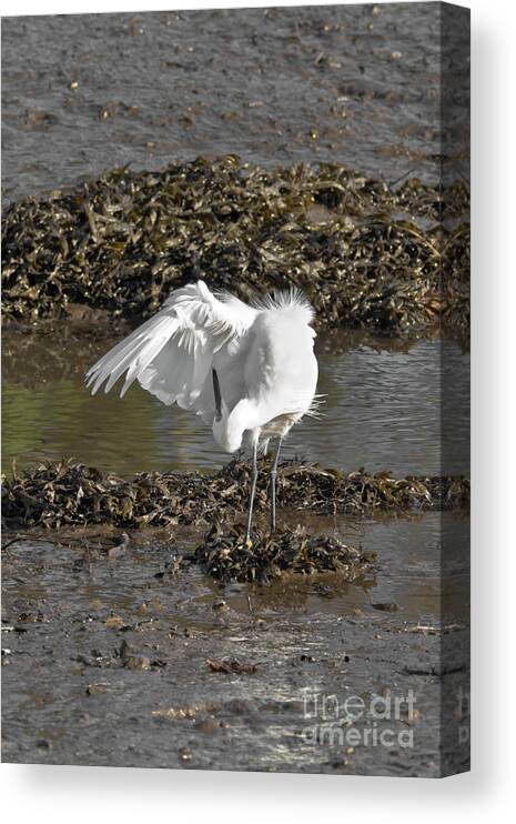 Bird Canvas Print featuring the photograph Egret Preening by Terri Waters
