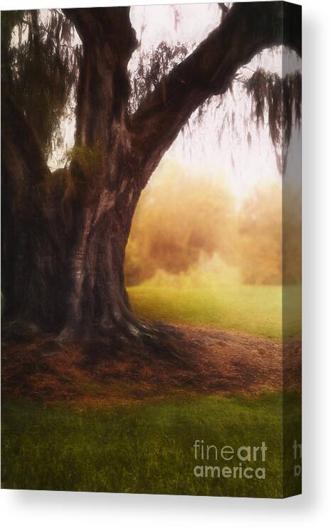 Tree Canvas Print featuring the photograph Enchanted by Margie Hurwich