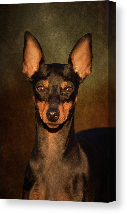 English Toy Terrier Canvas Print featuring the photograph English Toy Terrier by Diana Andersen