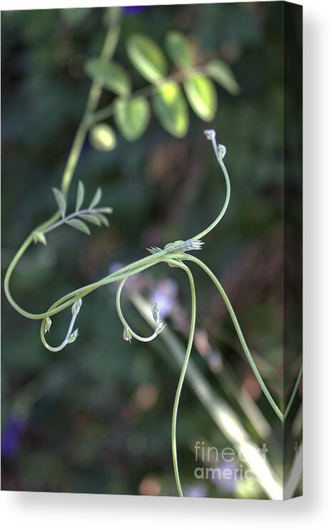 Floral Canvas Print featuring the photograph Entwined by Ella Kaye Dickey