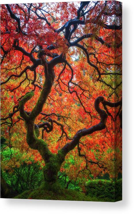 Trees Canvas Print featuring the photograph Ethereal Tree Alive by Darren White