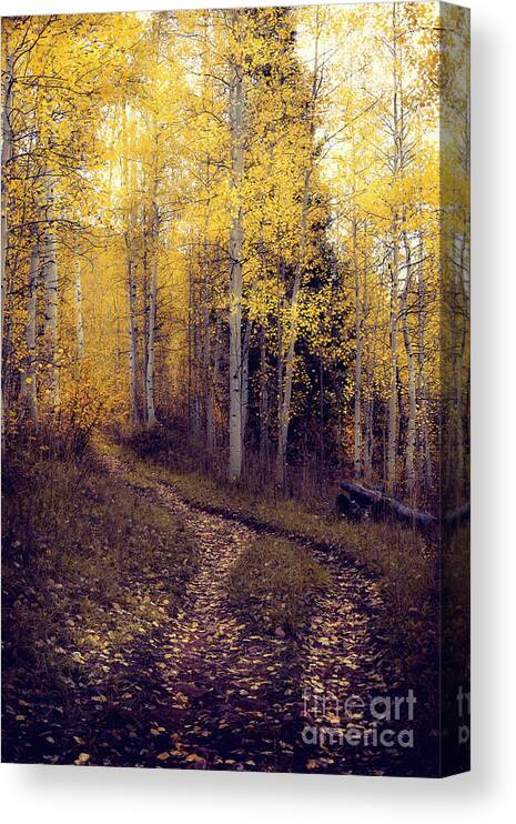 Path Canvas Print featuring the photograph Evening Stroll by The Forests Edge Photography - Diane Sandoval