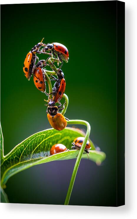 Ladybugs Canvas Print featuring the photograph Exclamation Period by TC Morgan