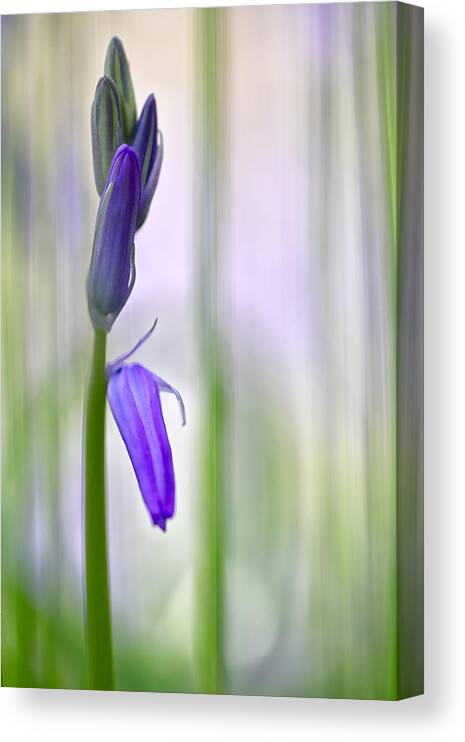 Bluebell Canvas Print featuring the photograph Expecting bluebell by Dirk Ercken