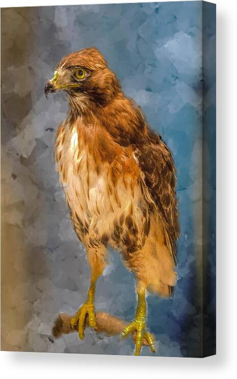Animal Canvas Print featuring the painting Eye of the Hawk by Ches Black