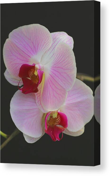 Orchids Canvas Print featuring the photograph Fairy Blush Orchids by Tammy Pool