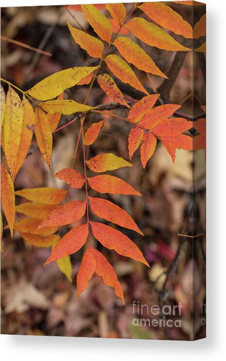 Scenic Canvas Print featuring the photograph Fall Color 5528 29 by M K Miller