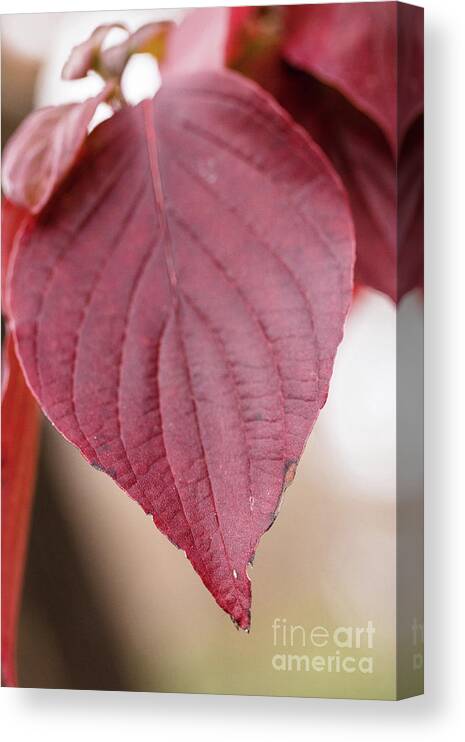 Scenic Canvas Print featuring the photograph Fall Color 5528 52 by M K Miller