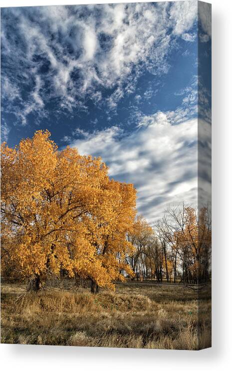 Fall Foliage Canvas Print featuring the photograph Fall Foliage and Beautiful Blue Skies by Tony Hake